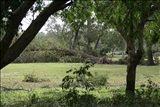 Large tree laying on golf course