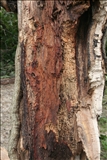 Inside the trunk of a broken tree
