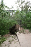 Uprooted Sidewalk II
